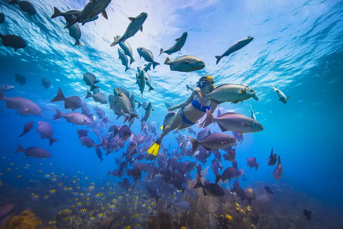 South Water Caye - Snorkel with Fish webopd