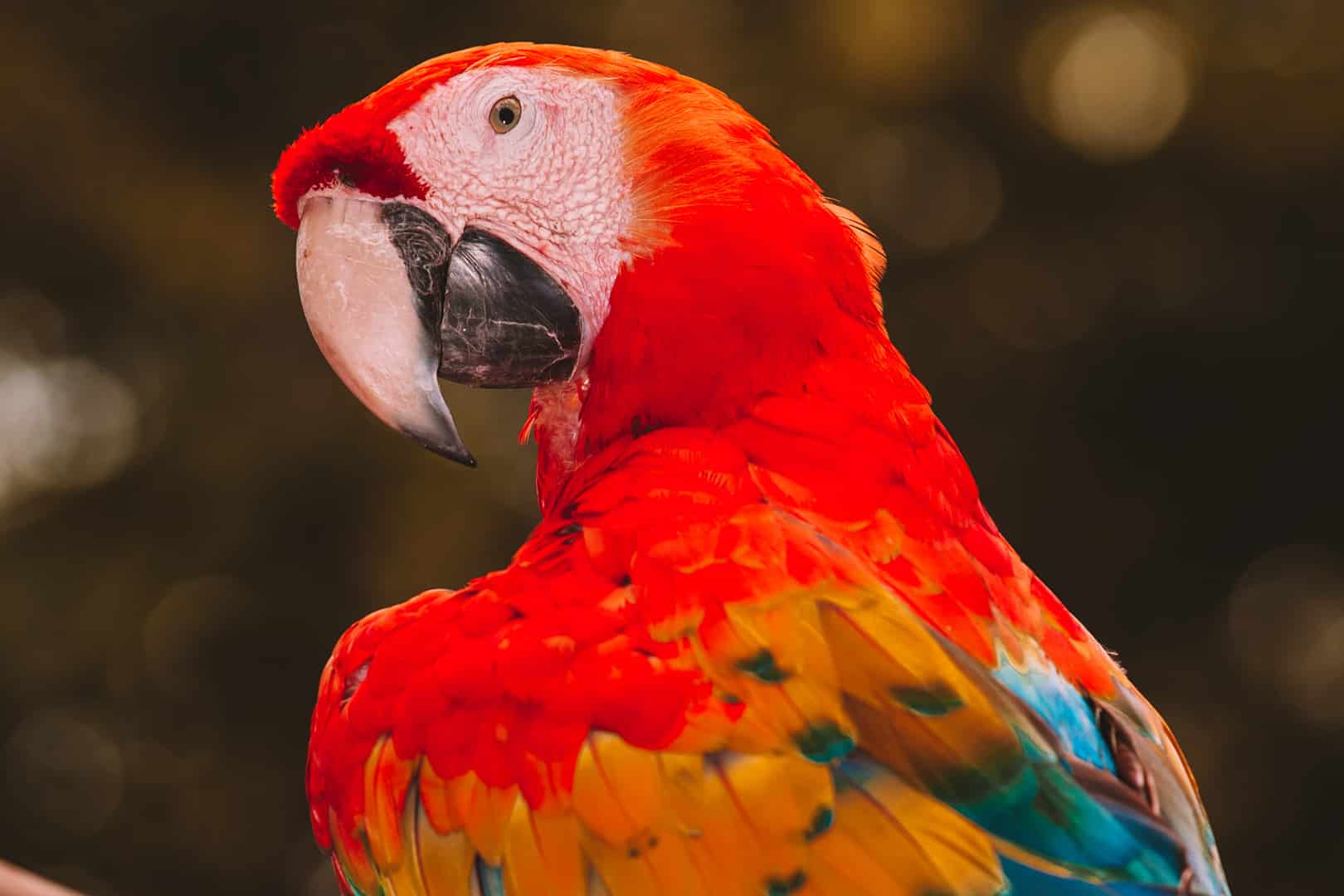 A close up of a Belizean scarlet macaw bird on the Scarlet Macaw Tour at The Lodge at Jaguar Reef