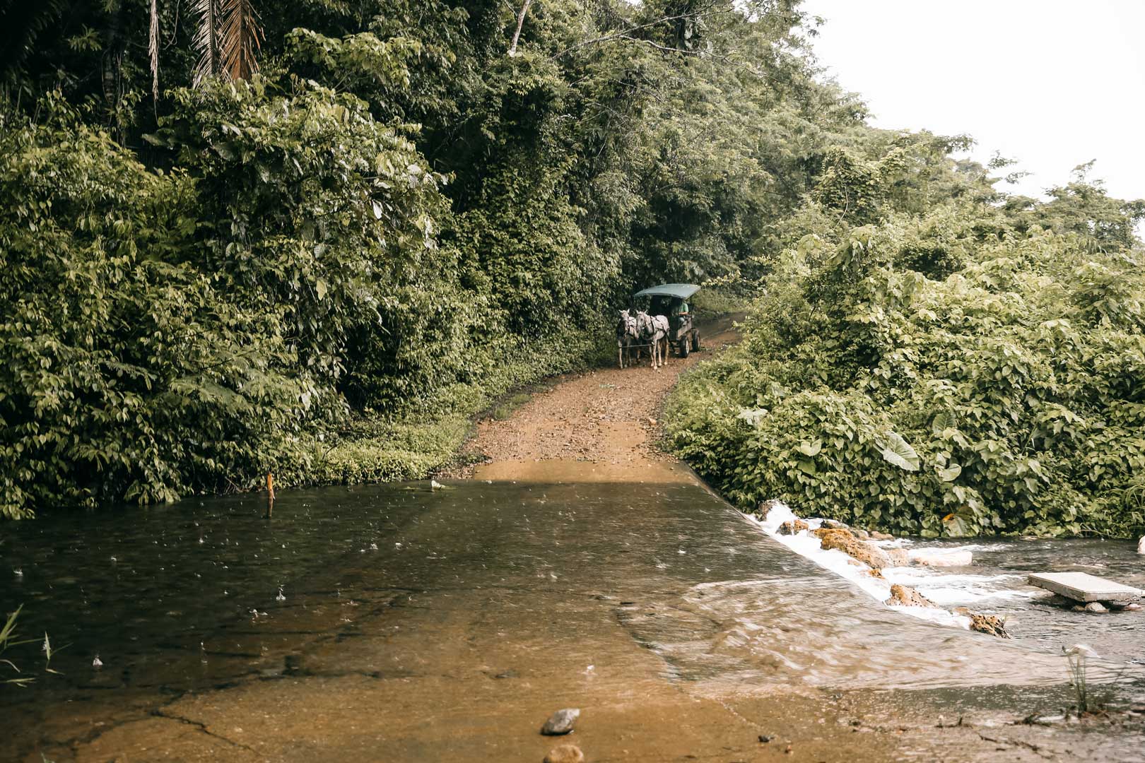 A horse and carriage approaching a creek crossing during the Horse Buggy Tour at The Rainforest Lodge at Sleeping Giant Resort