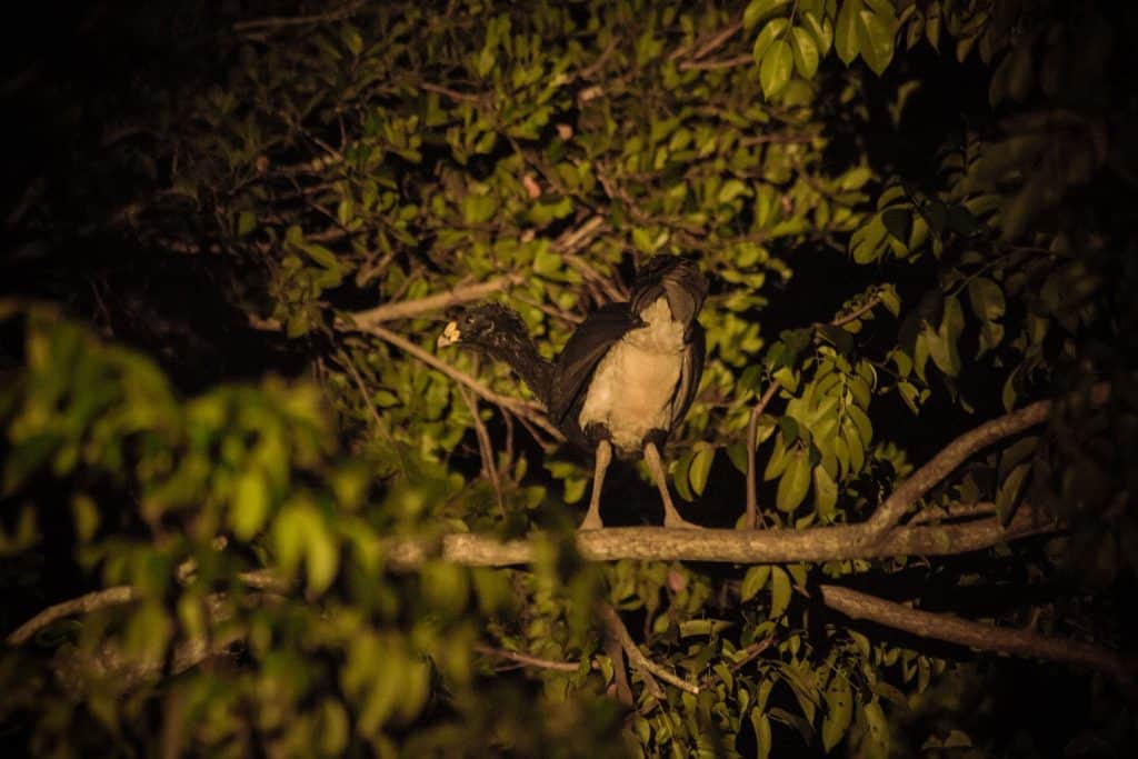 A wild bird on a branch that was spotted during the Jungle Safari After Dark at The Rainforest Lodge at Sleeping Giant Resort